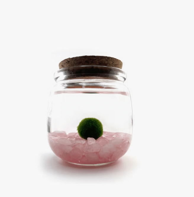 Moss Ball Aquatic Terrarium - The Plant Lady SF