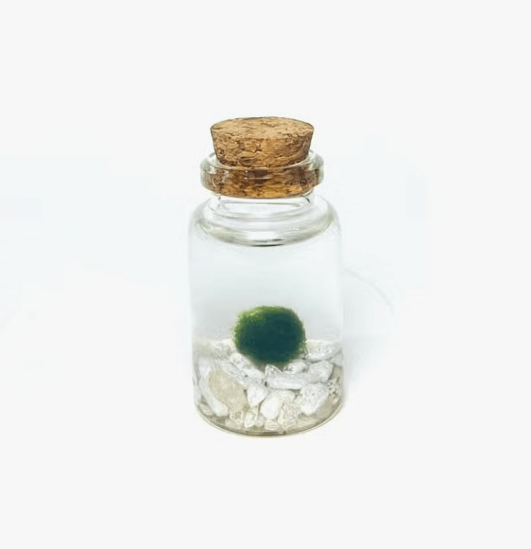 Moss Ball Aquatic Terrarium - The Plant Lady SF