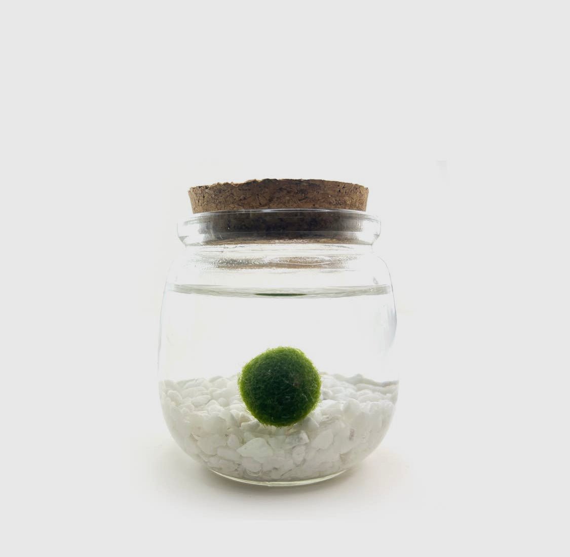 Moss Ball Aquatic Terrarium - The Plant Lady SF