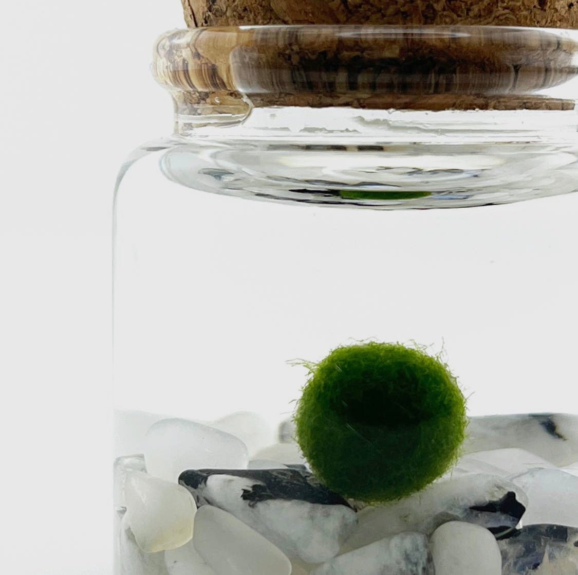 Moss Ball Aquatic Terrarium - The Plant Lady SF