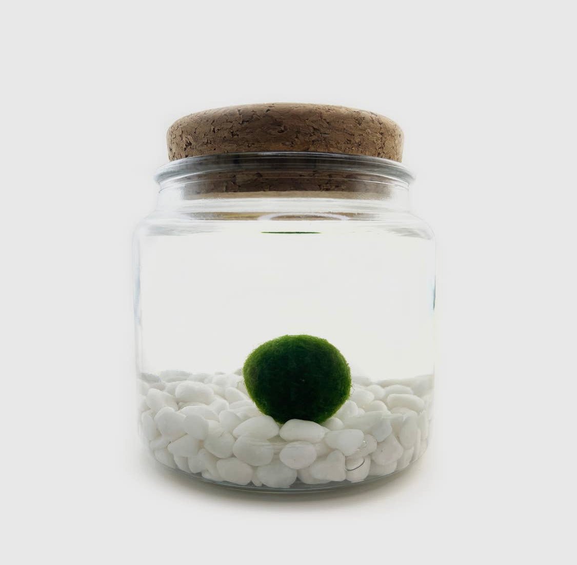 Moss Ball Aquatic Terrarium - The Plant Lady SF