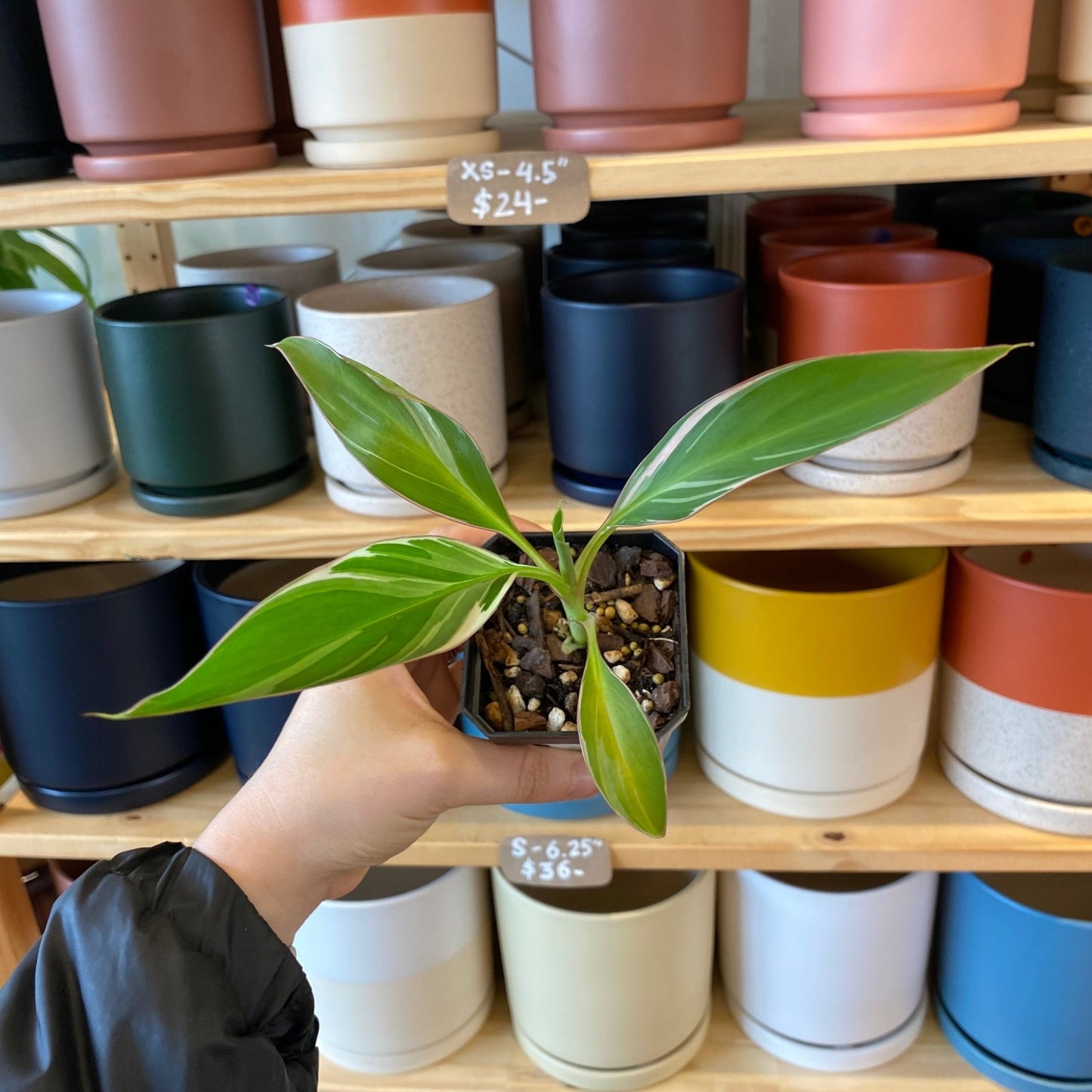 Musa ‘Nono’ - The Plant Lady SF