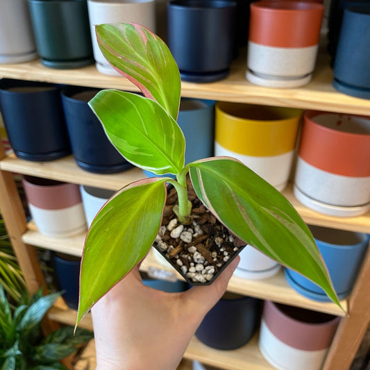 Musa ‘Nono’ - The Plant Lady SF