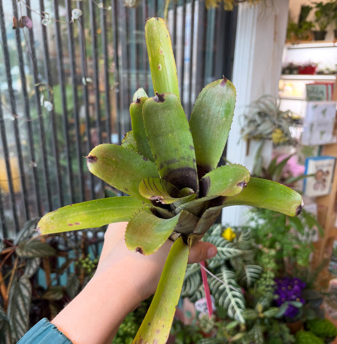 Neoregelia (assorted) - The Plant Lady SF