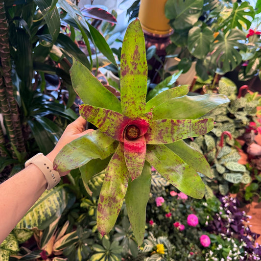 Neoregelia (assorted) - The Plant Lady SF