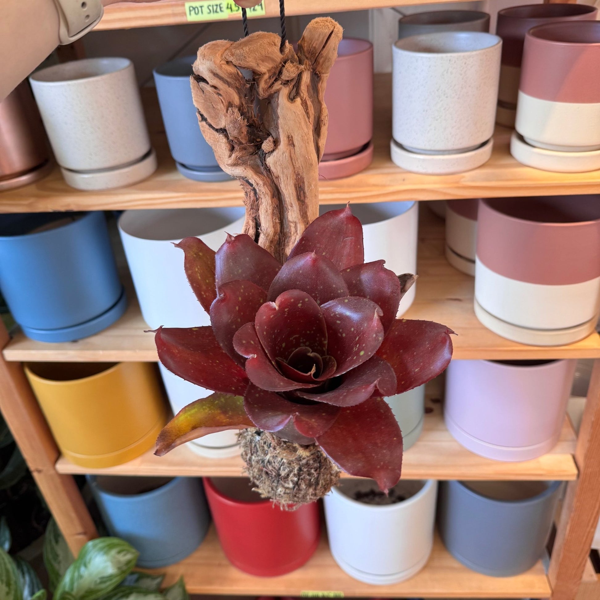 Neoregelia Mounted on Wood - The Plant Lady SF