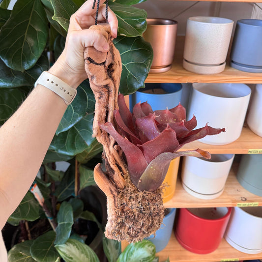 Neoregelia Mounted on Wood - The Plant Lady SF