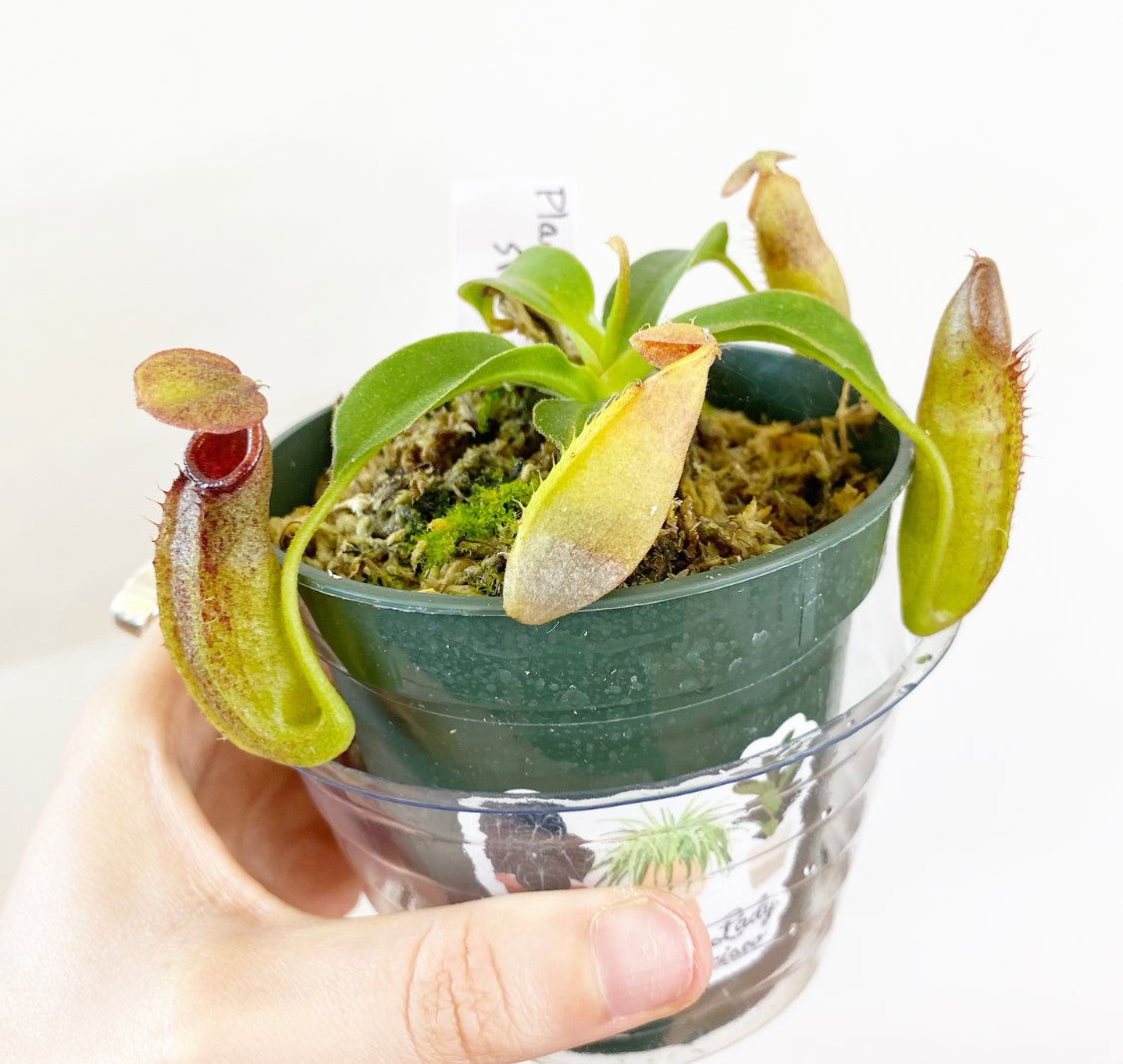 Nepenthes hybrids (assorted) 4
