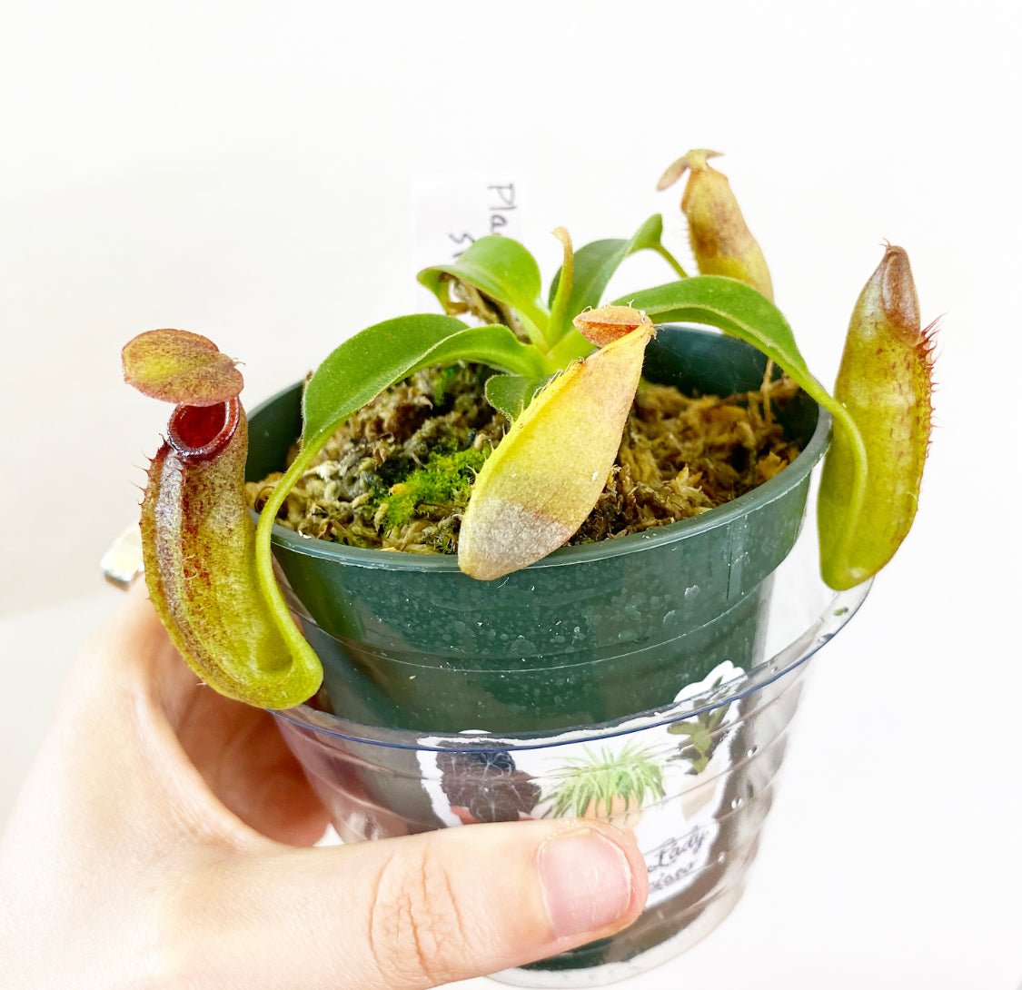 Nepenthes hybrids (assorted) 4