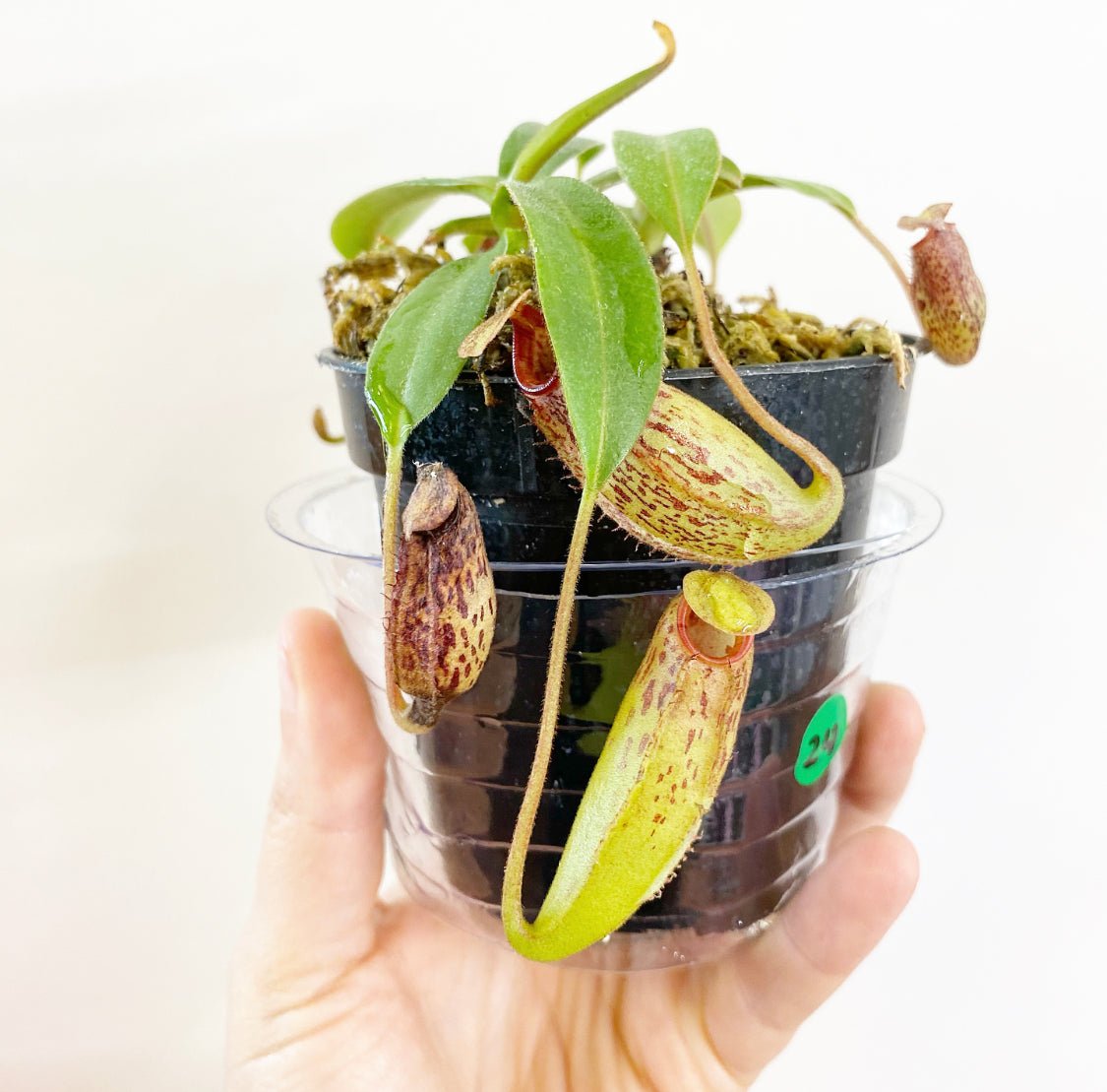 Nepenthes hybrids (assorted) 4" - The Plant Lady SF