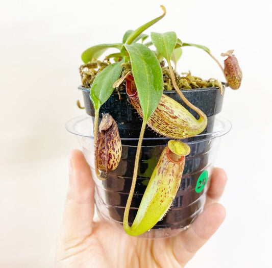 Nepenthes hybrids (assorted) 4" - The Plant Lady SF