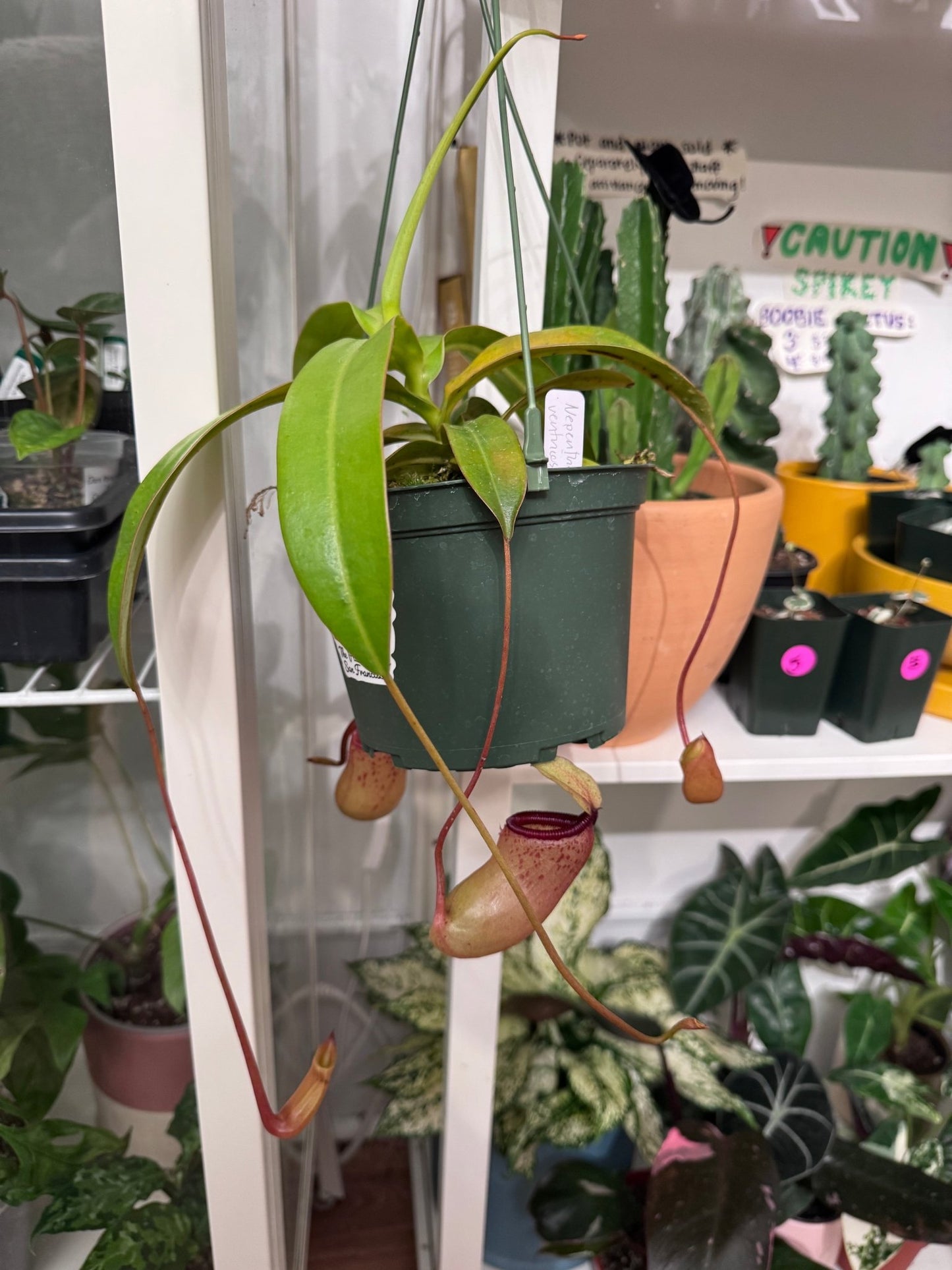Nepenthes hybrids (assorted) 6" - The Plant Lady SF