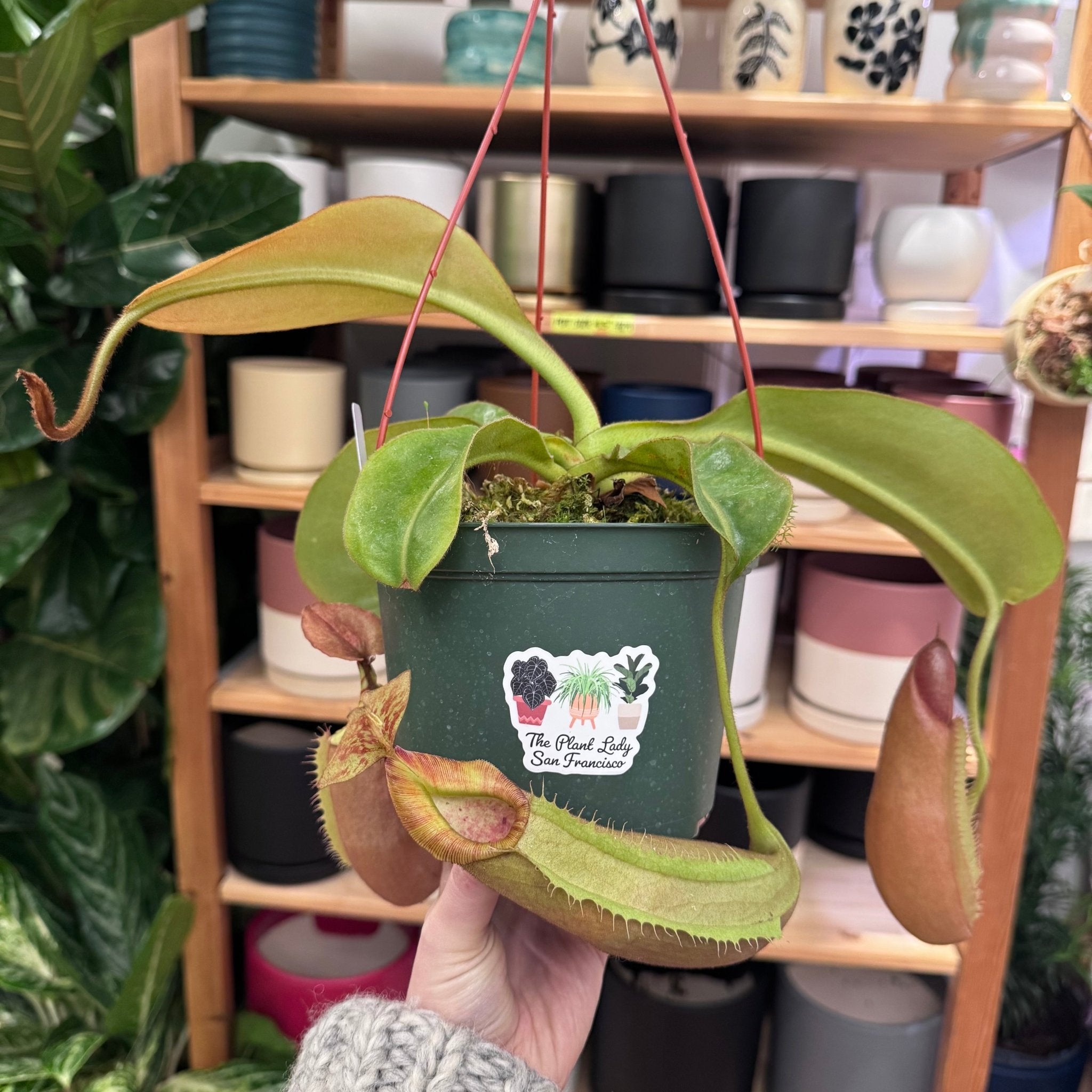 Pet Safe Plants – tagged 
