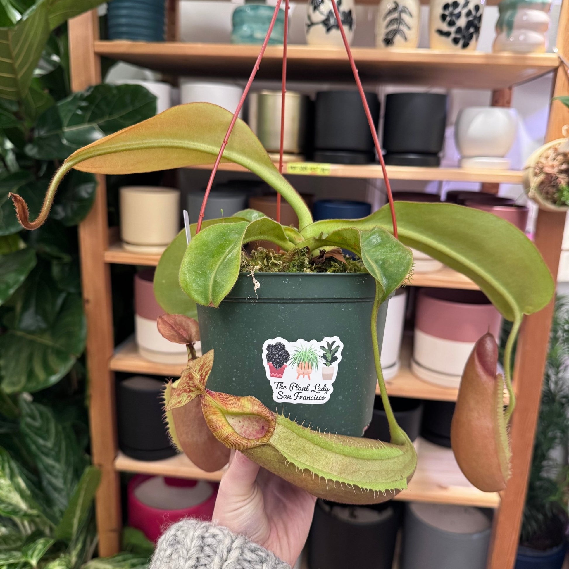 Nepenthes hybrids (assorted) 6" - The Plant Lady SF