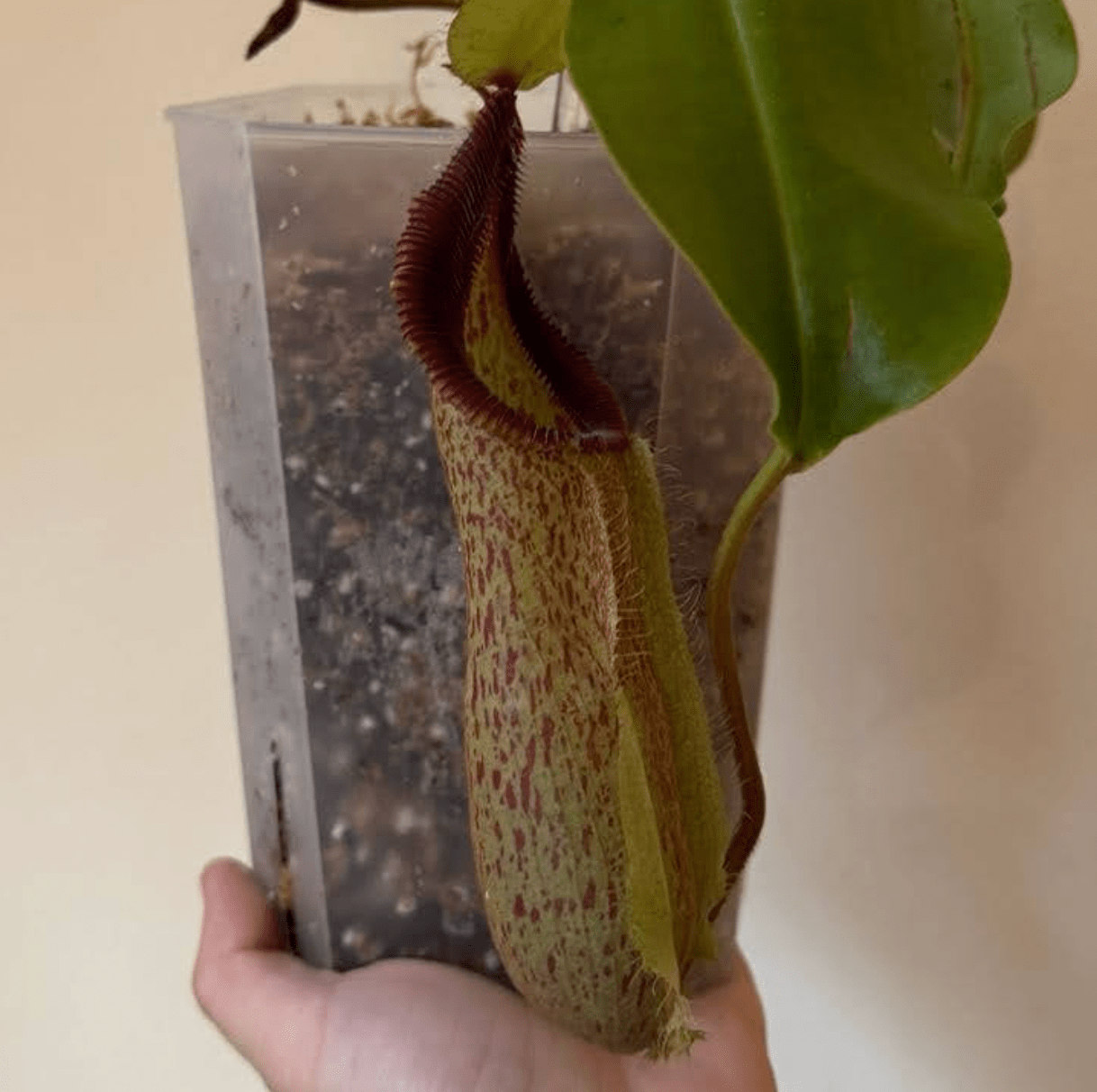 Nepenthes robcantleyi x hamata - The Plant Lady SF