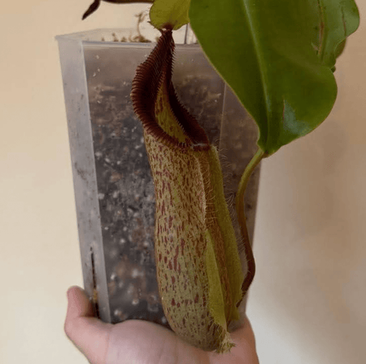 Nepenthes robcantleyi x hamata - The Plant Lady SF