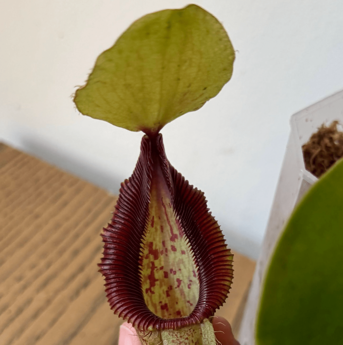 Nepenthes robcantleyi x hamata - The Plant Lady SF