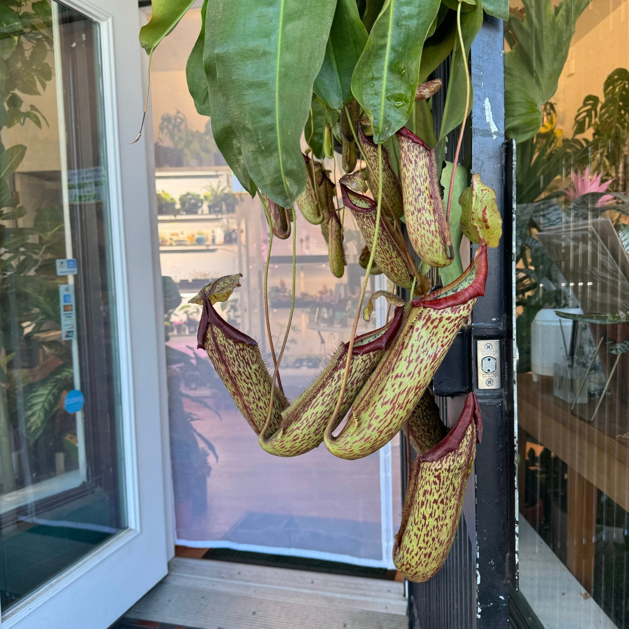 Nepenthes x Miranda – The Plant Lady SF