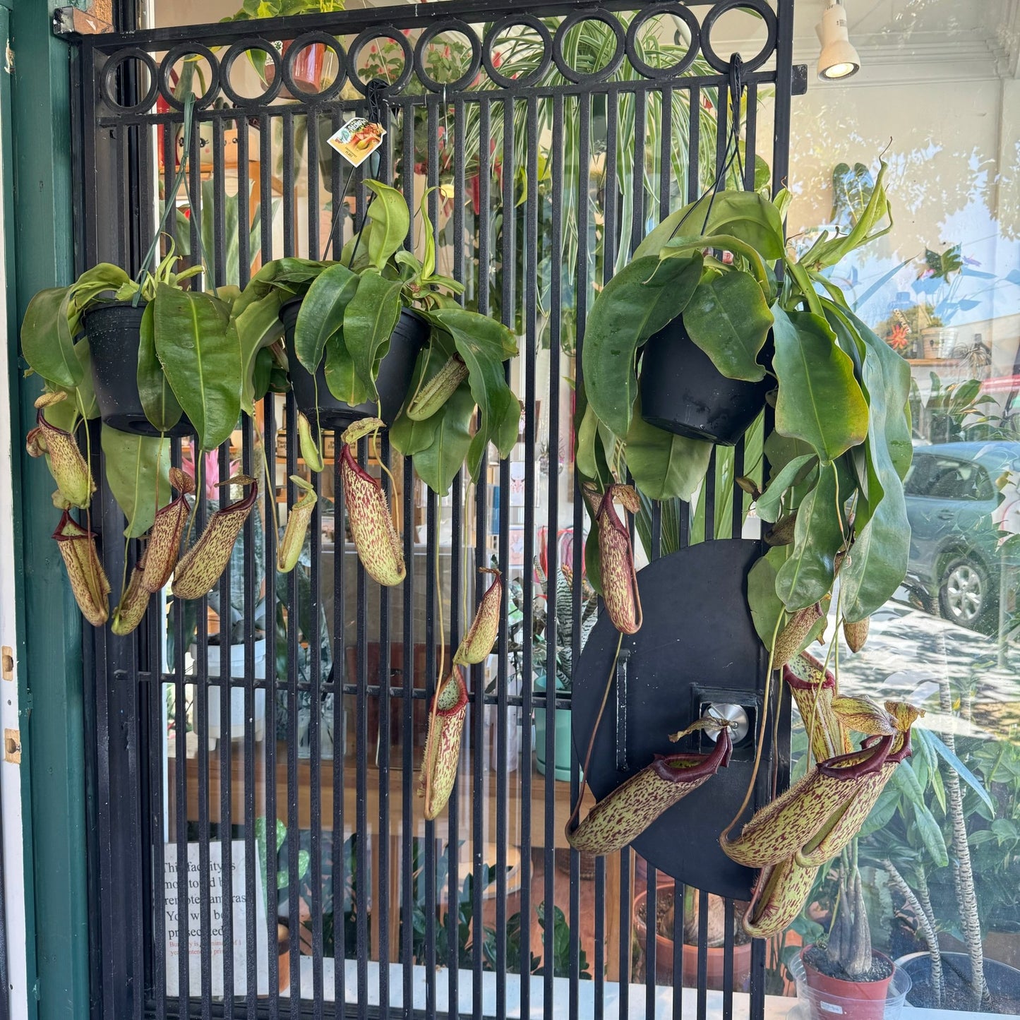 Nepenthes x Miranda - The Plant Lady SF