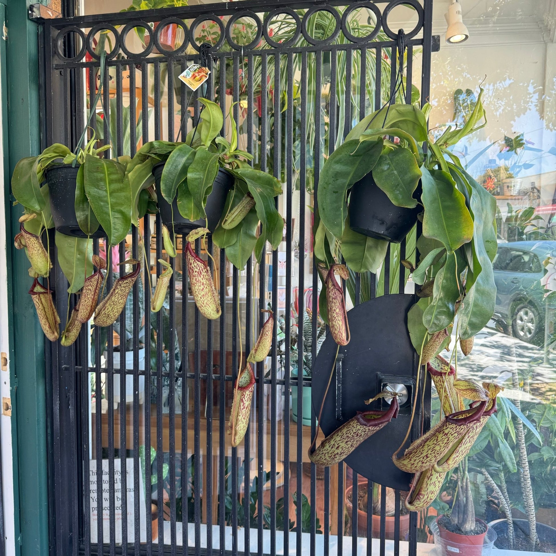 Nepenthes x Miranda - The Plant Lady SF