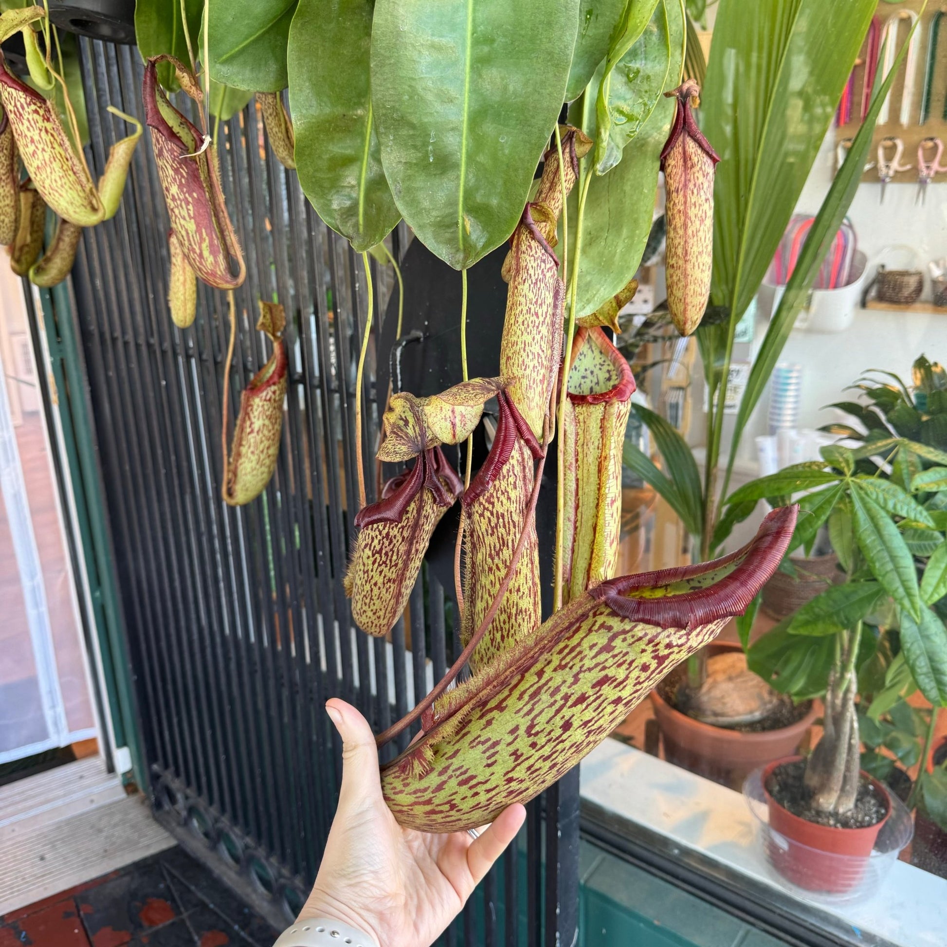 Nepenthes x Miranda - The Plant Lady SF