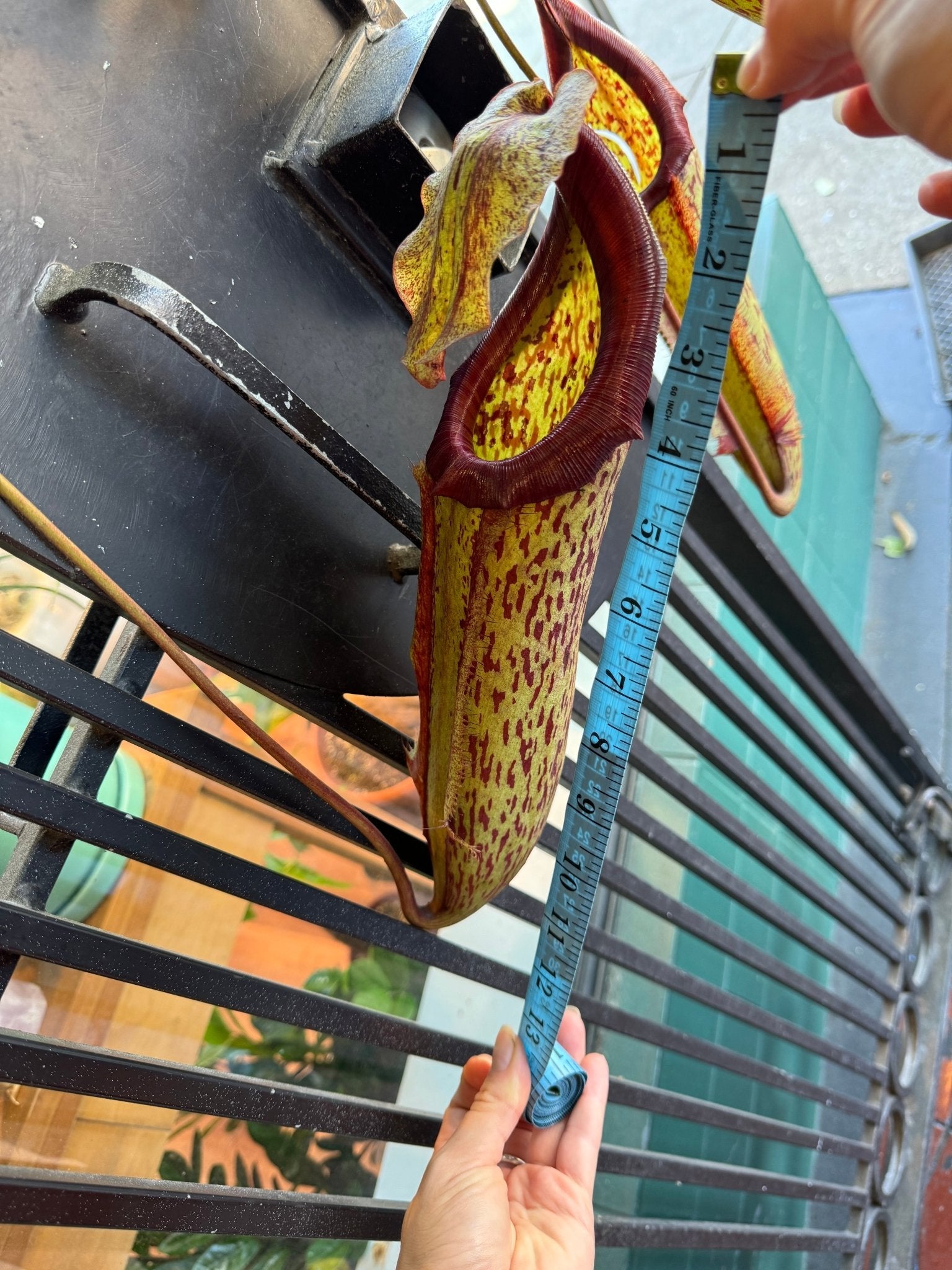 Nepenthes x Miranda – The Plant Lady SF