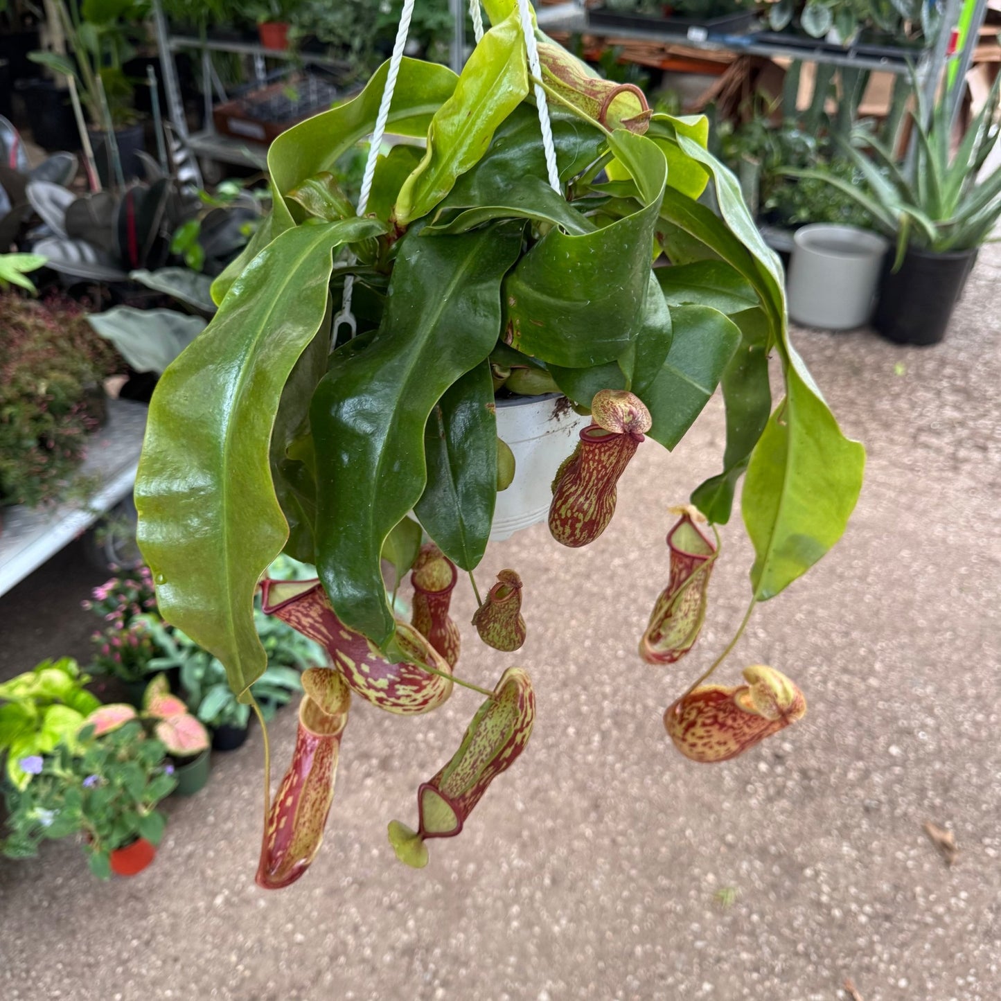 Nepenthes x St. Gaya - The Plant Lady SF