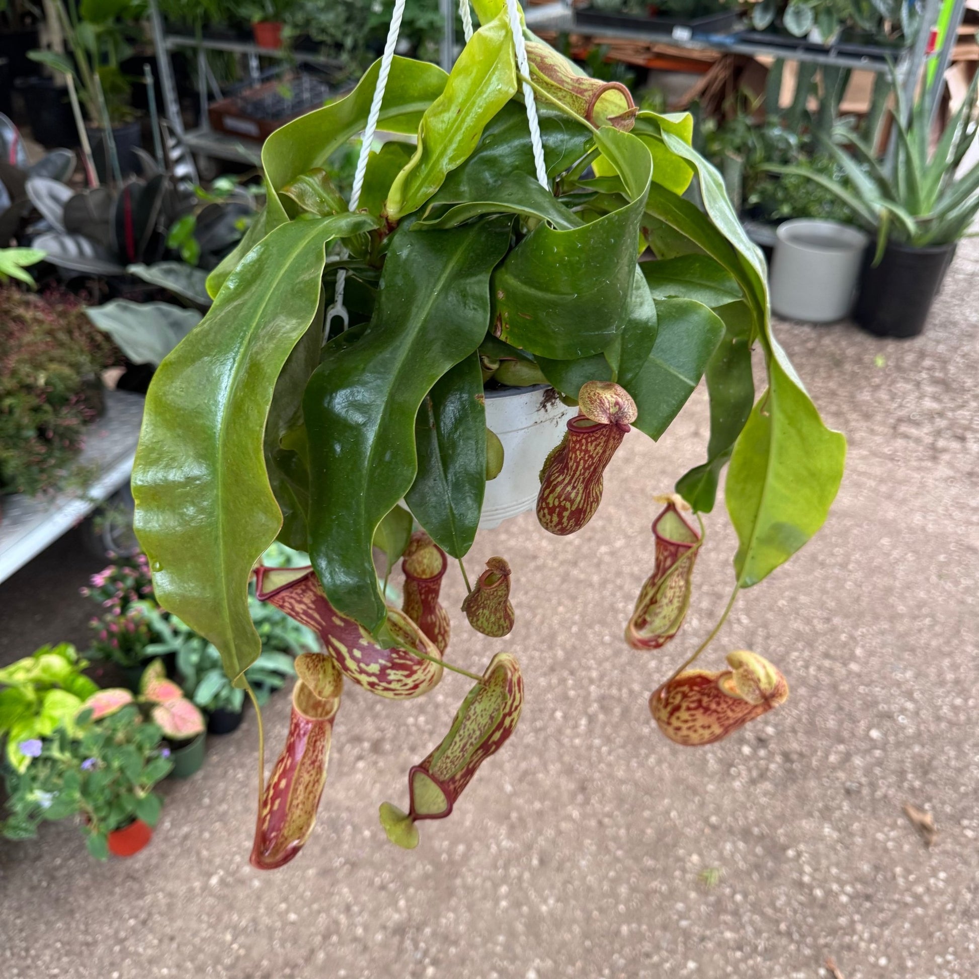 Nepenthes x St. Gaya - The Plant Lady SF