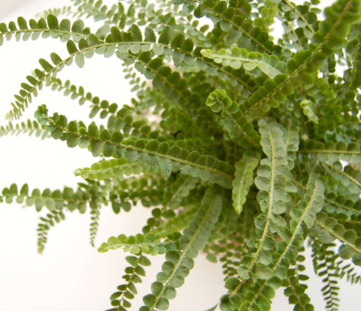 Nephrolepis cordifolia 'Duffii' (Lemon Button Fern) - The Plant Lady SF