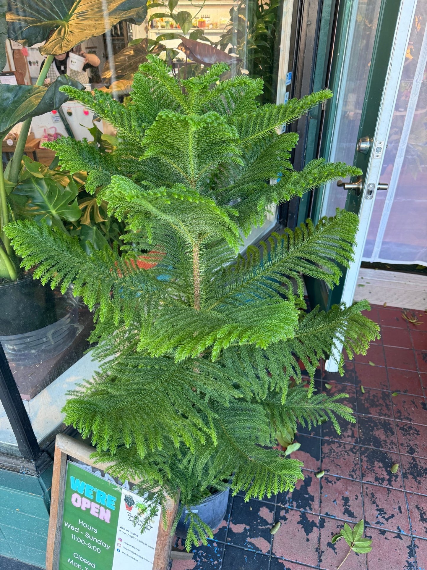 Norfolk Island Pine - The Plant Lady SF