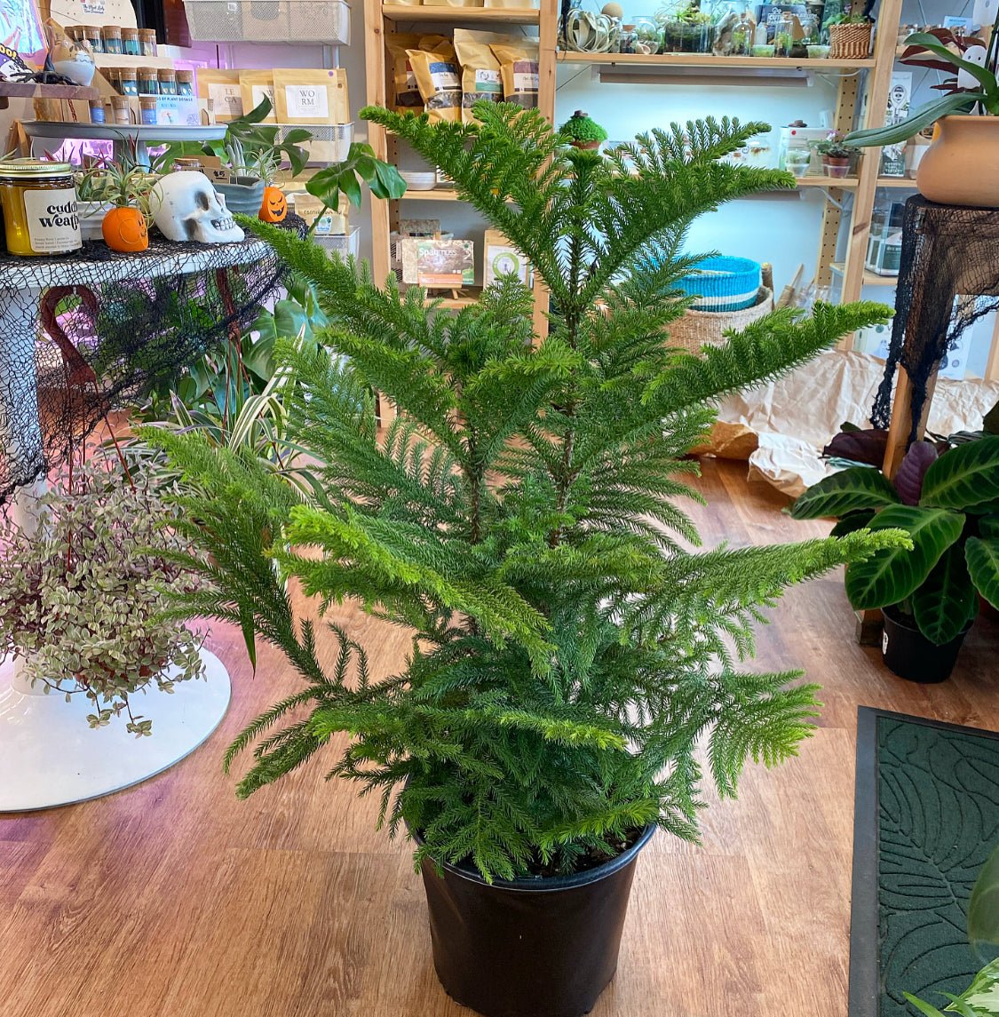 Norfolk Island Pine - The Plant Lady SF