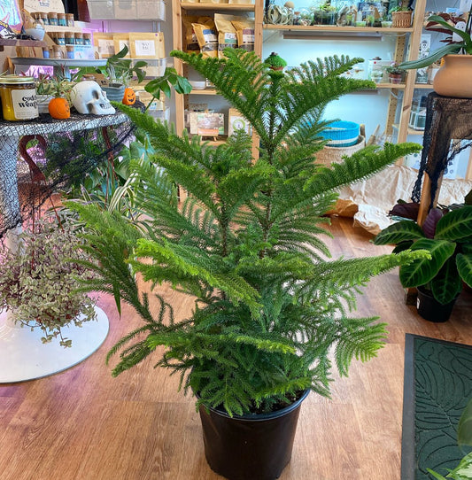 Norfolk Island Pine - The Plant Lady SF