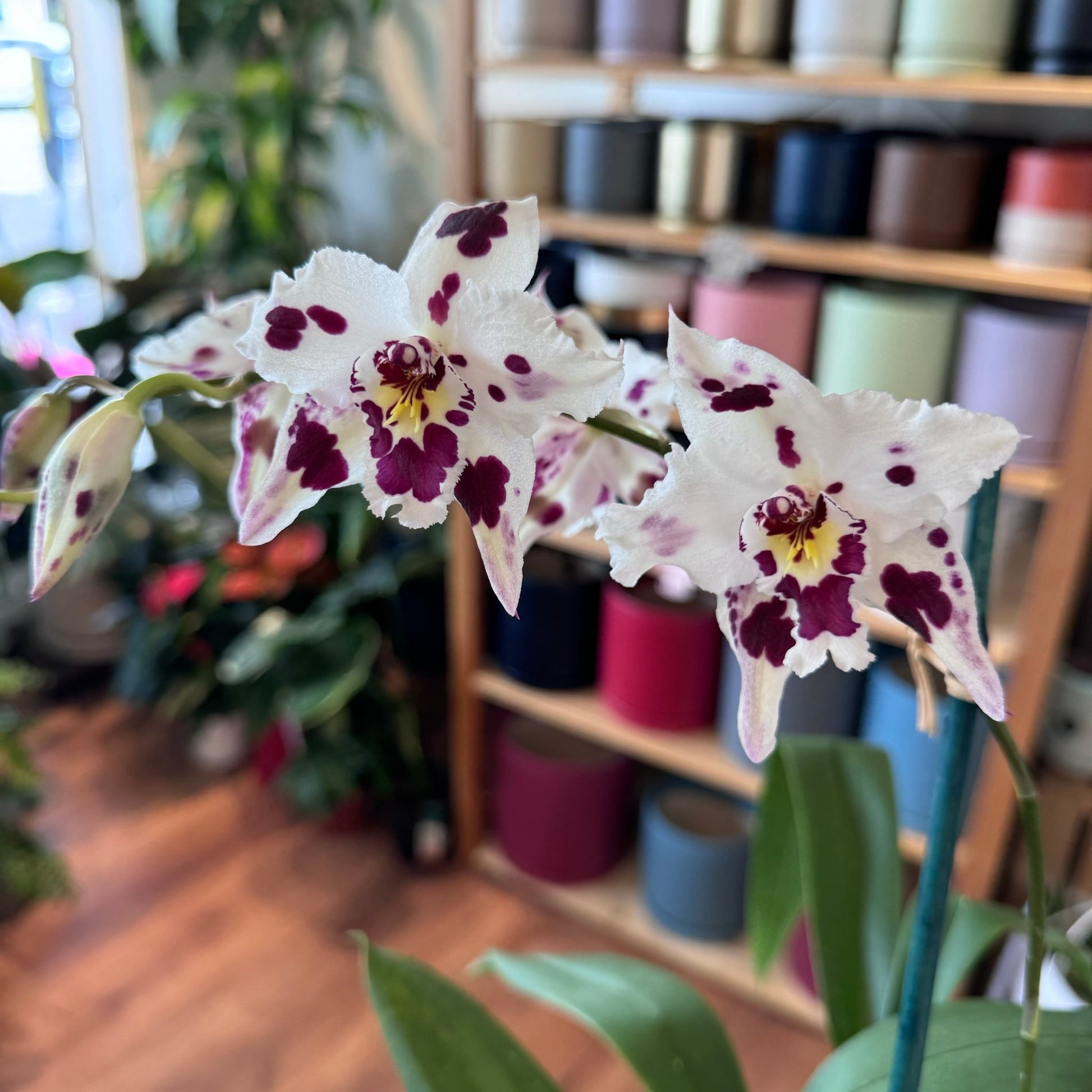 Odontoglossum 'Carlos Arango' - The Plant Lady SF