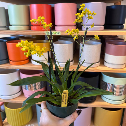 Oncidium cheirophorum - The Plant Lady SF