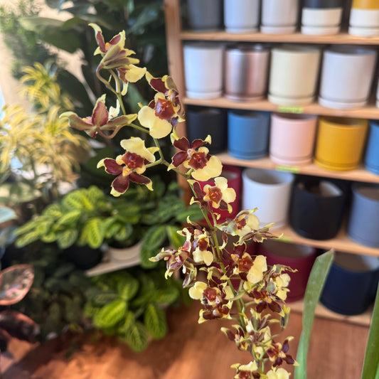 Oncidium Guan Shin Flower Elf - The Plant Lady SF