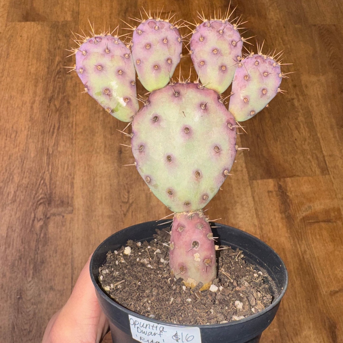 Opuntia 'Baby Rita' (Prickly Pear Cactus) – The Plant Lady SF