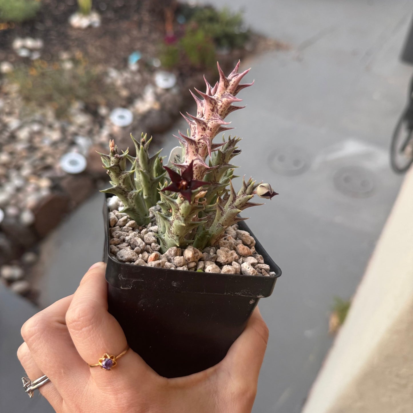 Orbea semitubiflora - The Plant Lady SF