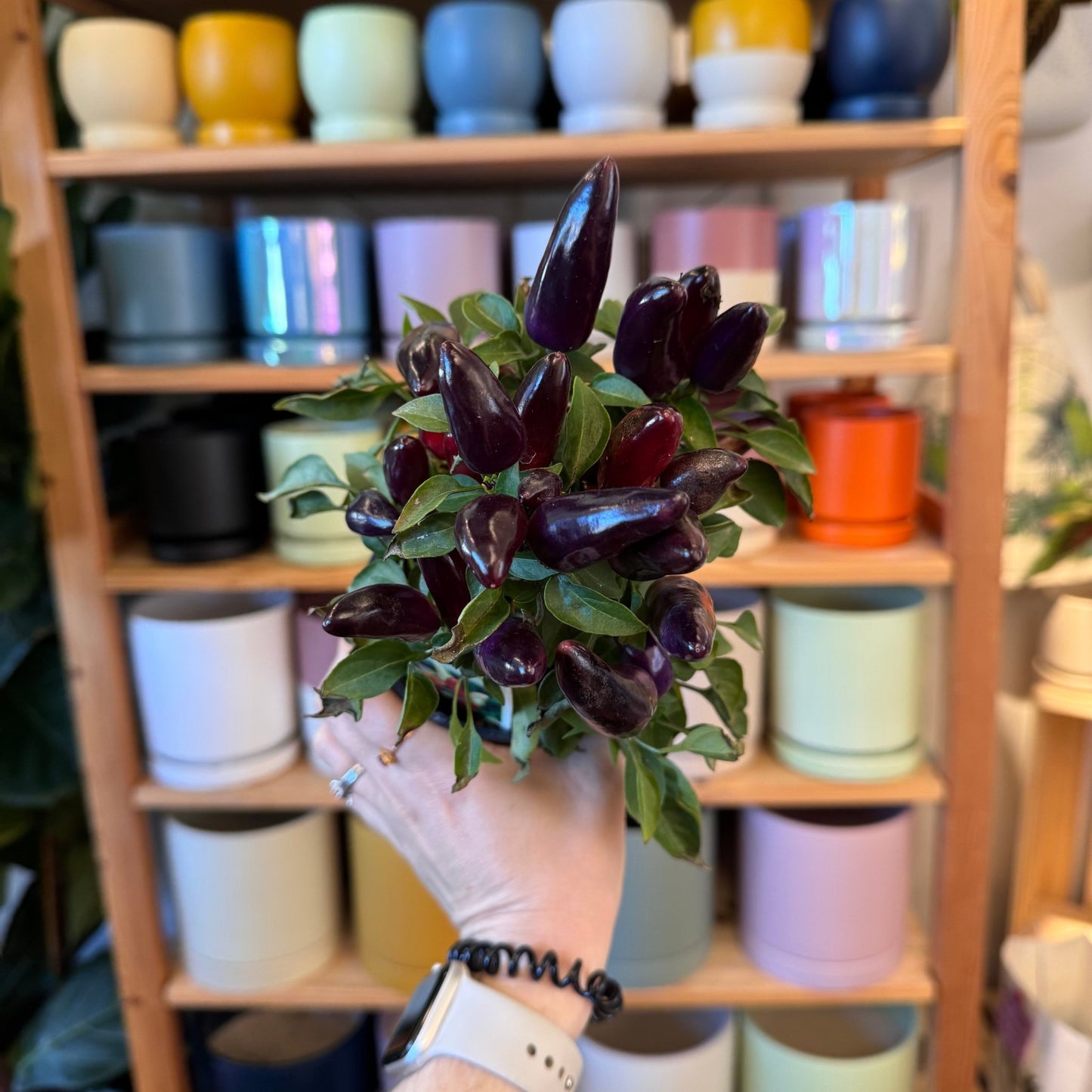 Ornamental Peppers - The Plant Lady SF