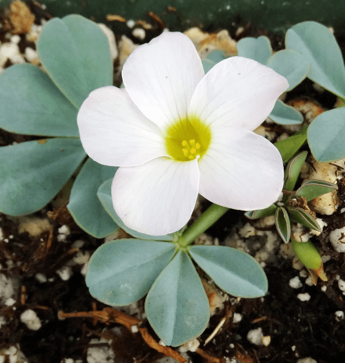 Oxalis flava var. lupinifolia - The Plant Lady SF