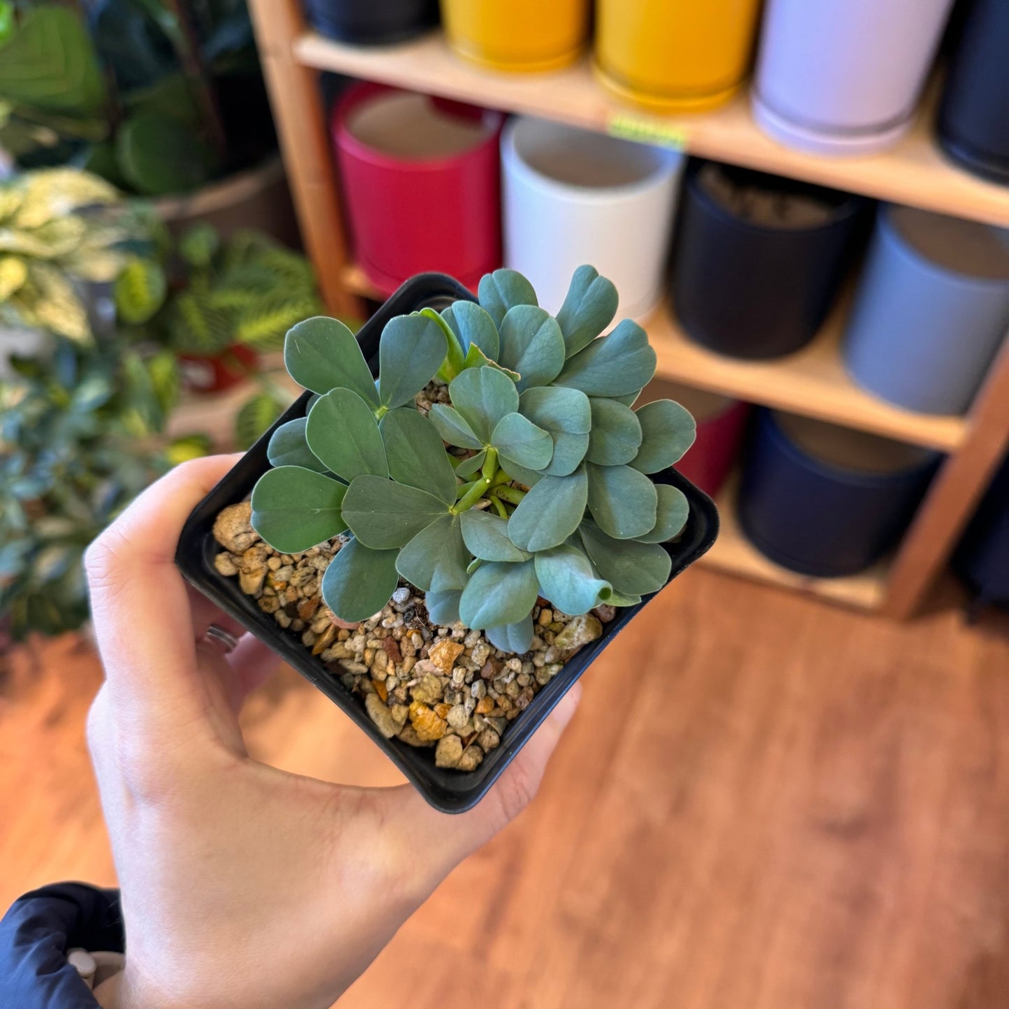 Oxalis flava var. lupinifolia - The Plant Lady SF