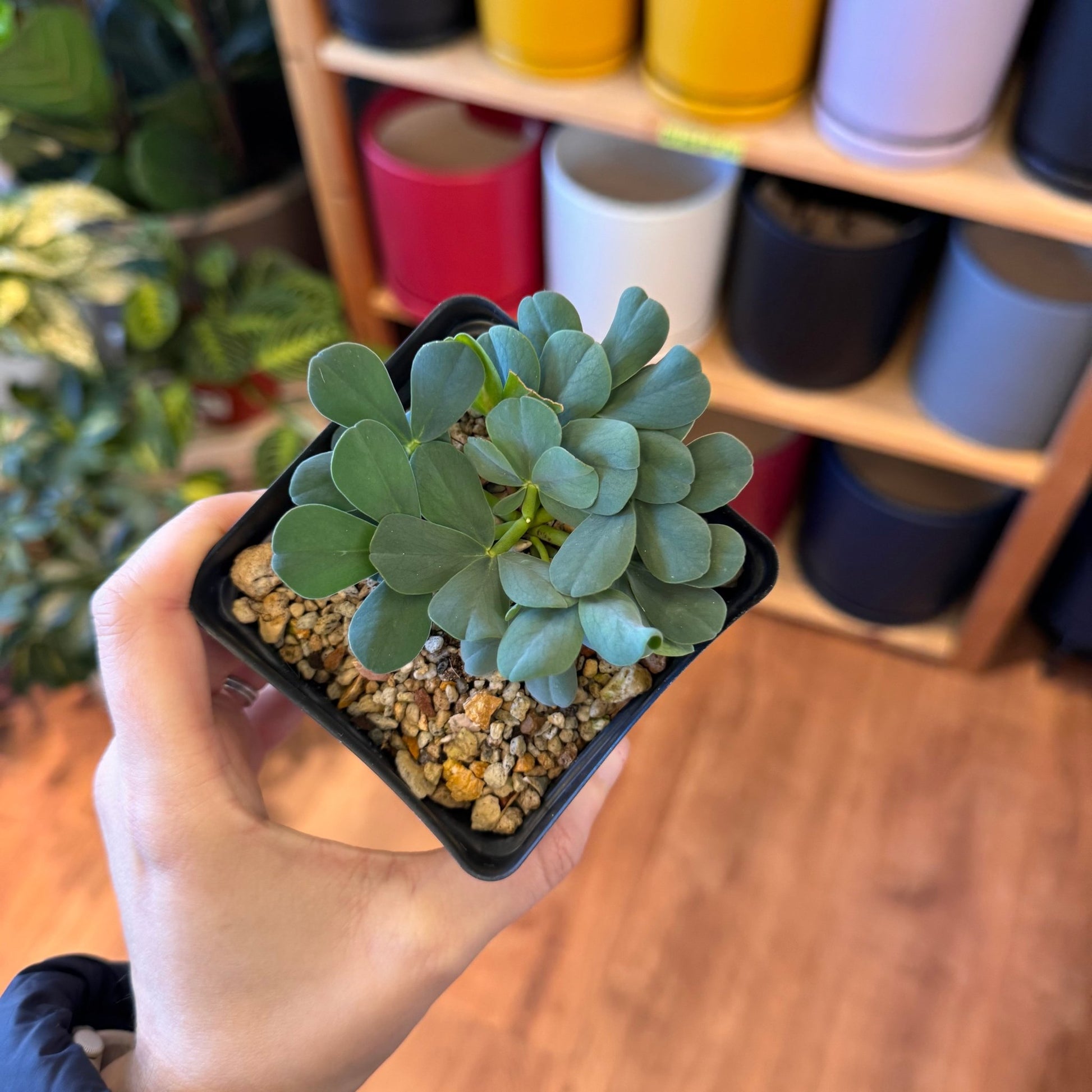 Oxalis flava var. lupinifolia - The Plant Lady SF