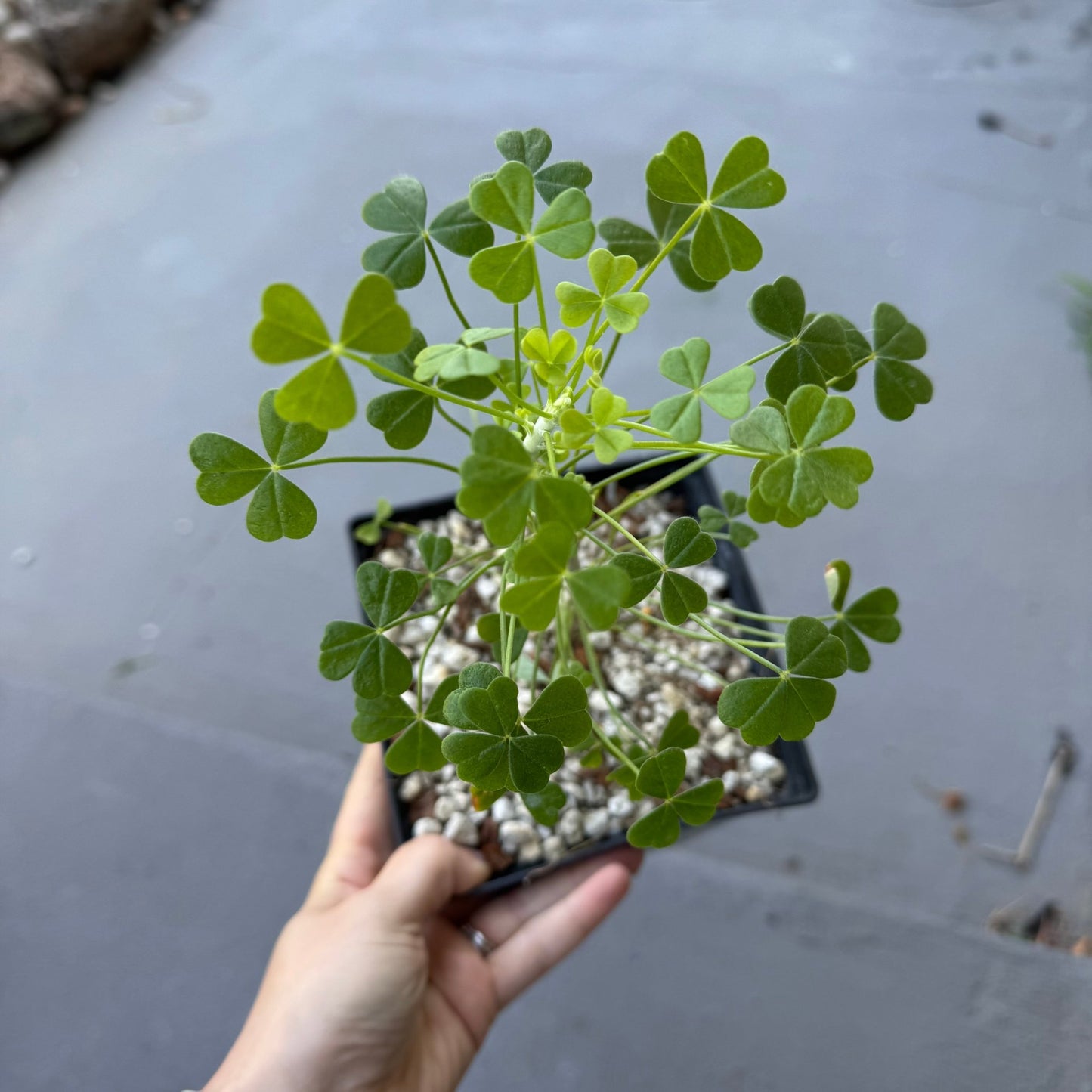 Oxalis gigantea - The Plant Lady SF
