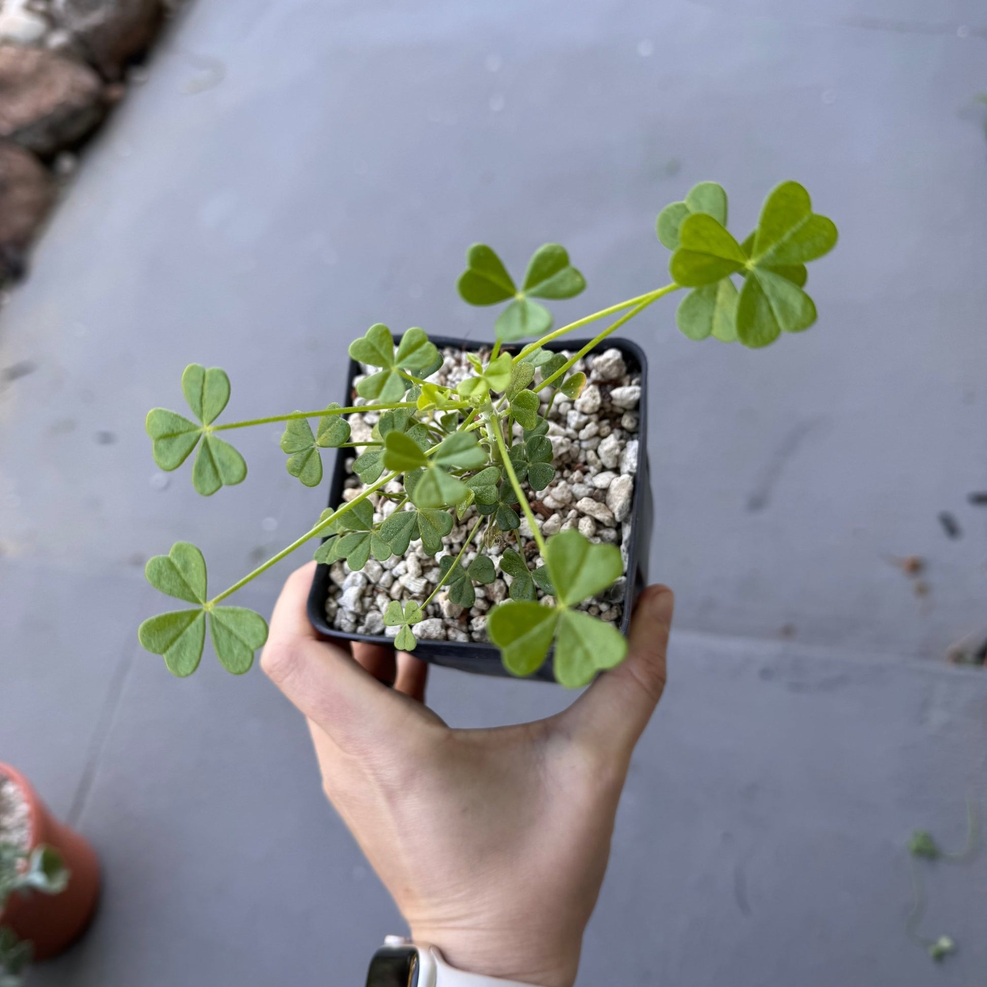 clover indoor plant Oxalis gigantea – The Plant Lady SF