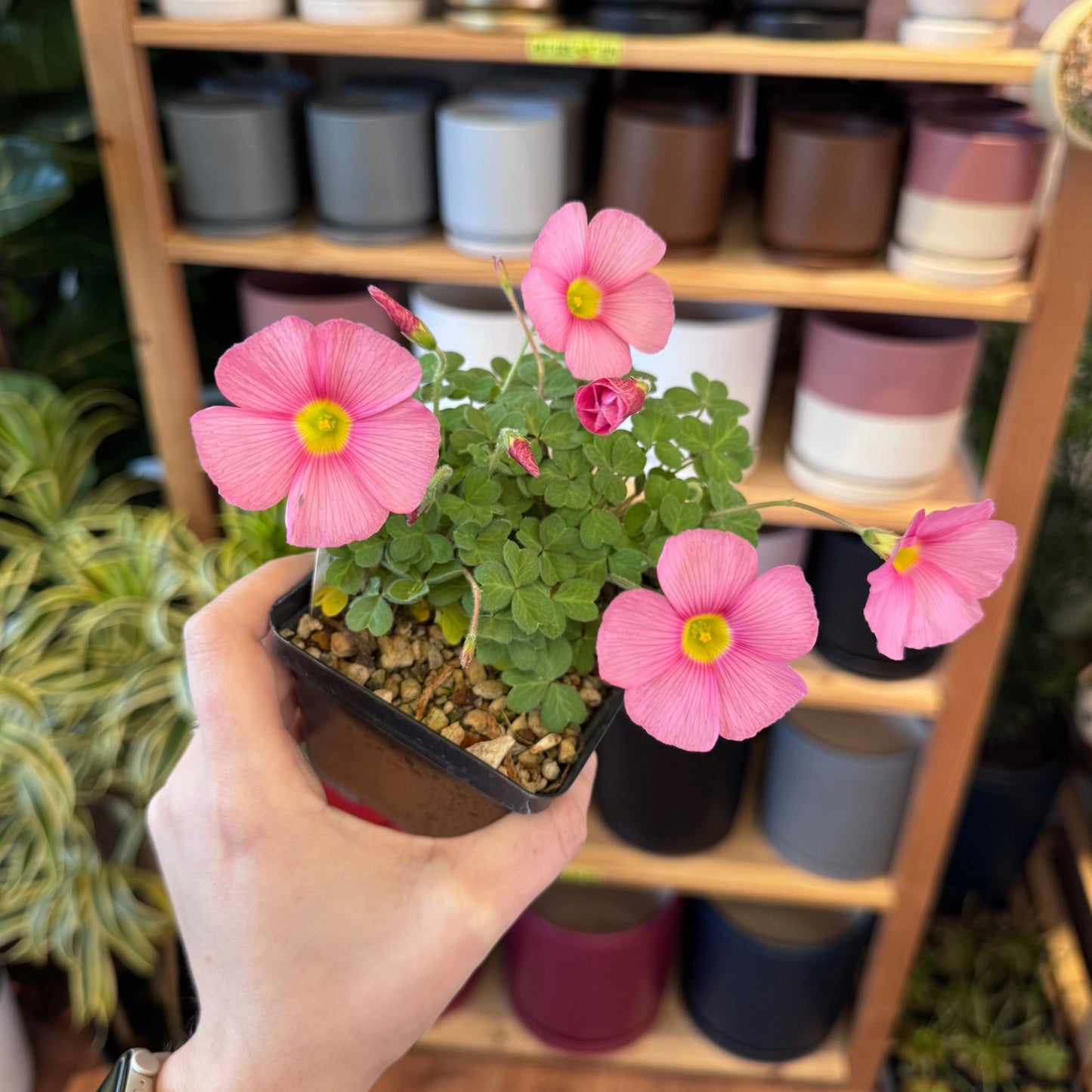 Oxalis obtusa 'Raspberry' - The Plant Lady SF