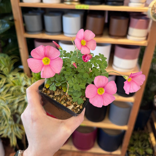 Oxalis obtusa 'Raspberry' - The Plant Lady SF