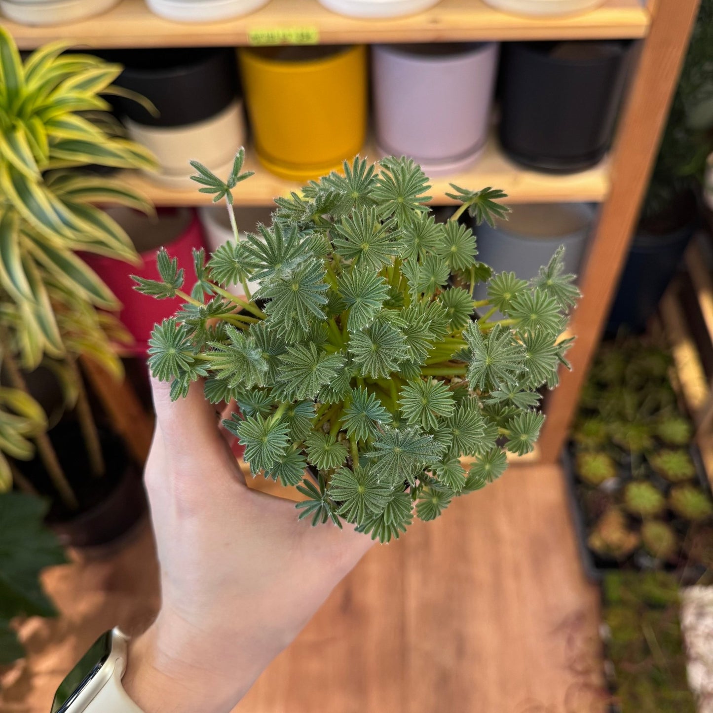 Oxalis palmifrons - The Plant Lady SF