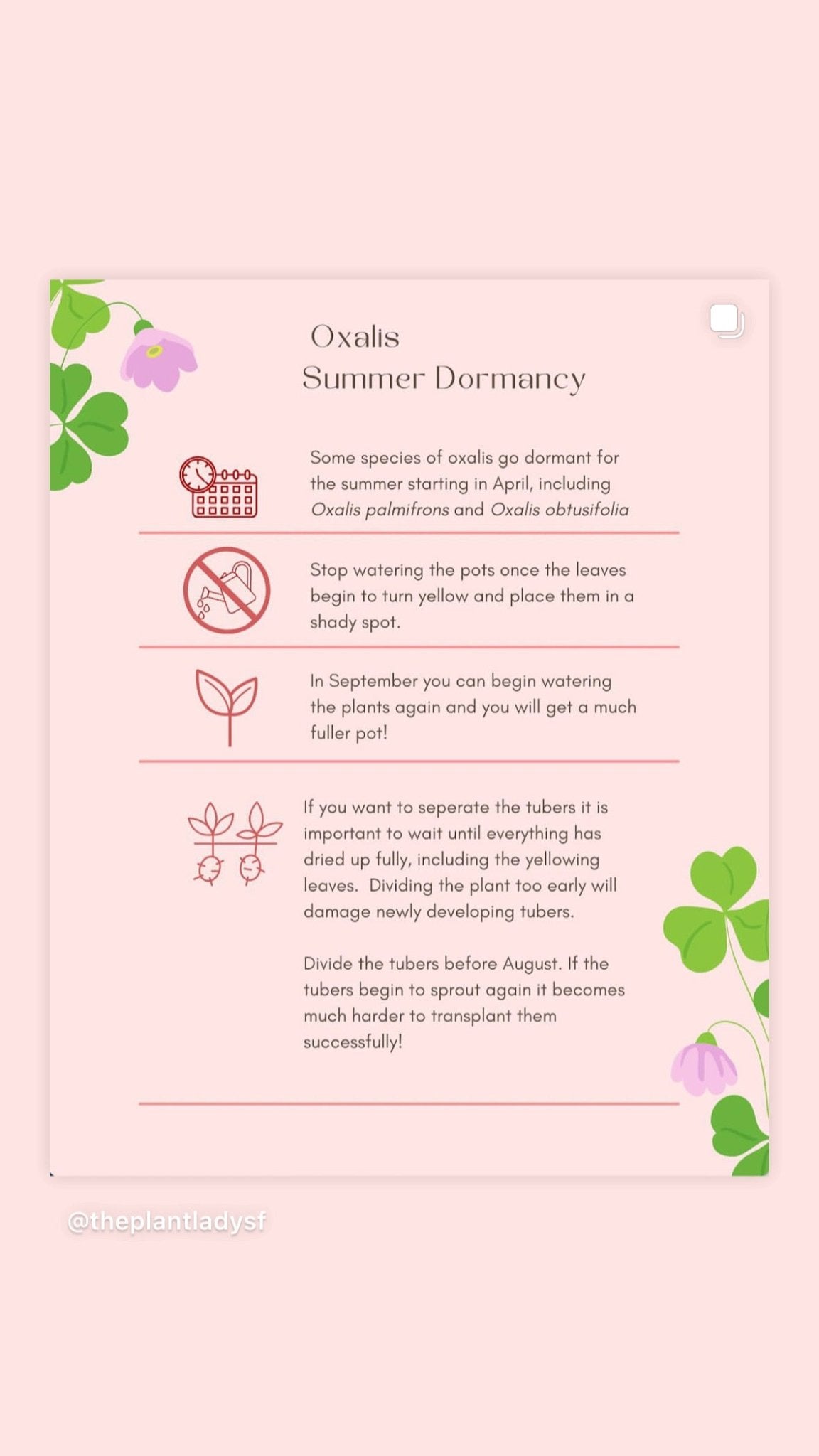 Oxalis palmifrons - The Plant Lady SF