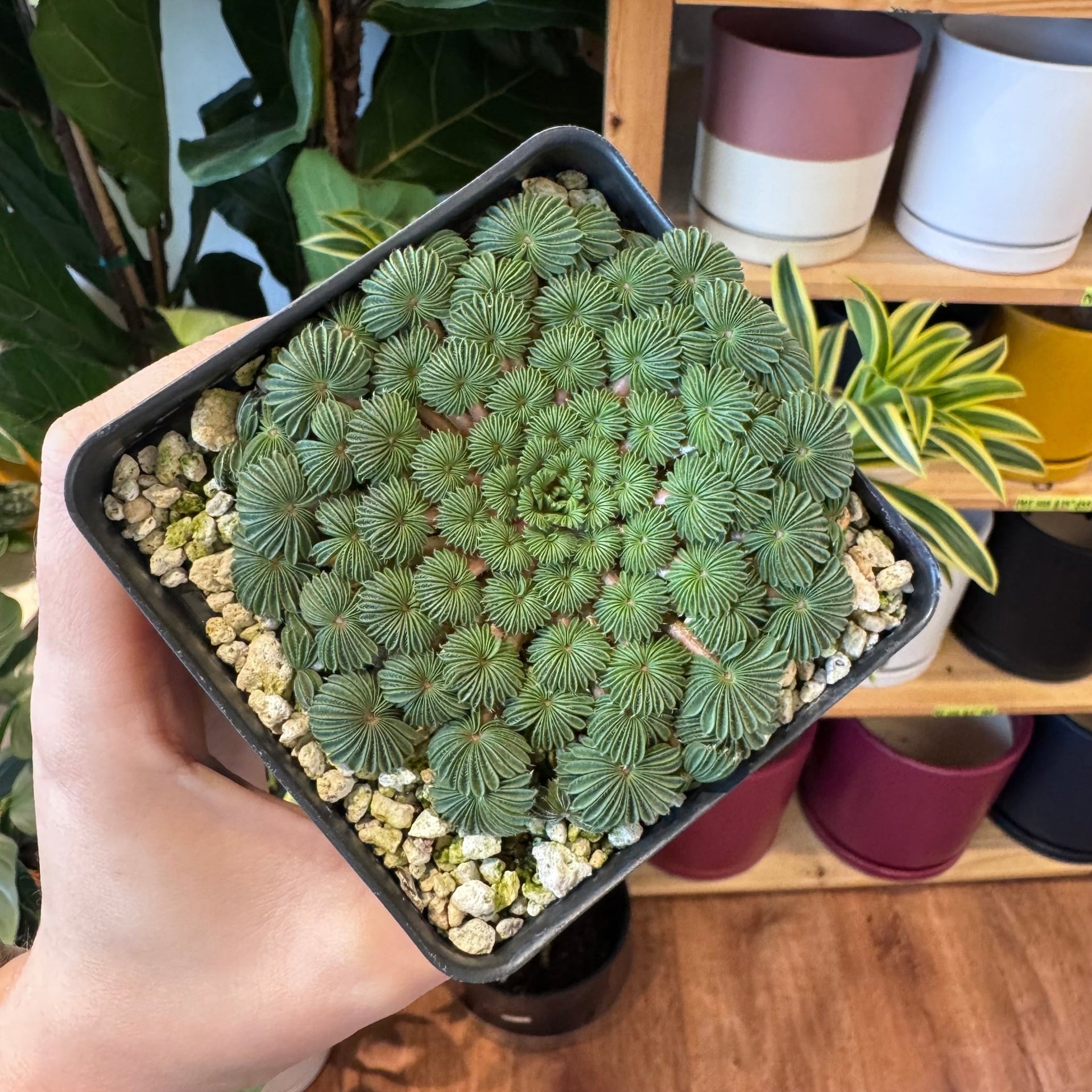 succulent oxalis Oxalis palmifrons – The Plant Lady SF