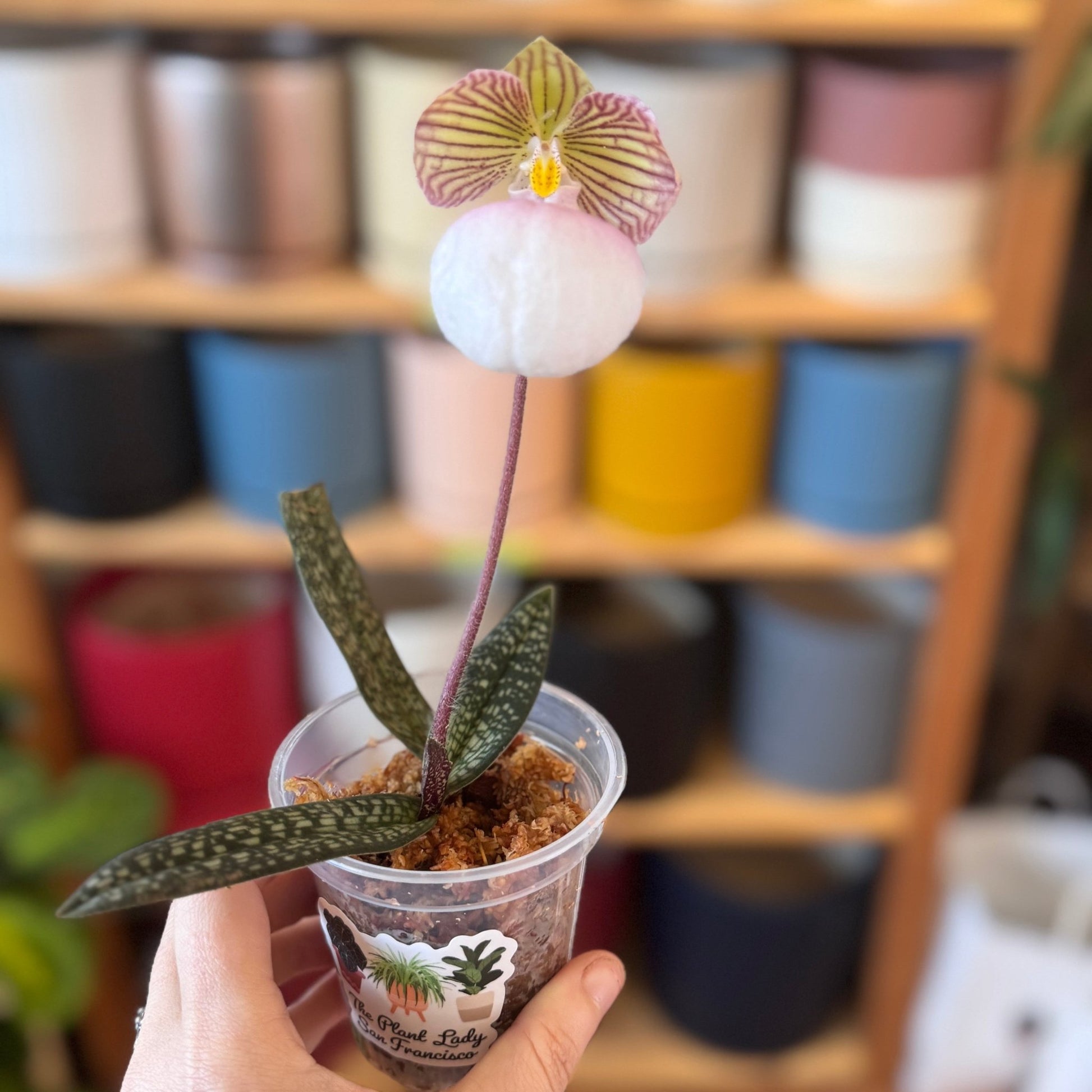 Paphiopedilum micranthum - The Plant Lady SF
