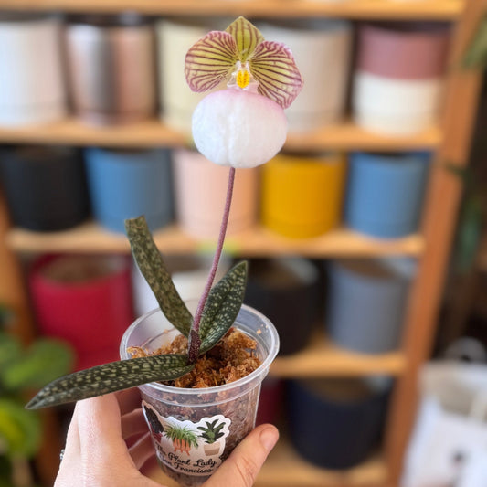 Paphiopedilum micranthum - The Plant Lady SF